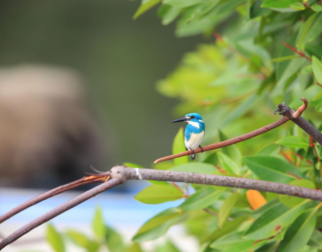 Birding Indonesia, Bird Watching Indonesia, Indonesia, Asia, Birding Asia, Naturalist Journeys, Wildlife Tour, Wildlife Photography, Ecotourism, Specialty Birds, Endemic Birds, Birding Hotspot