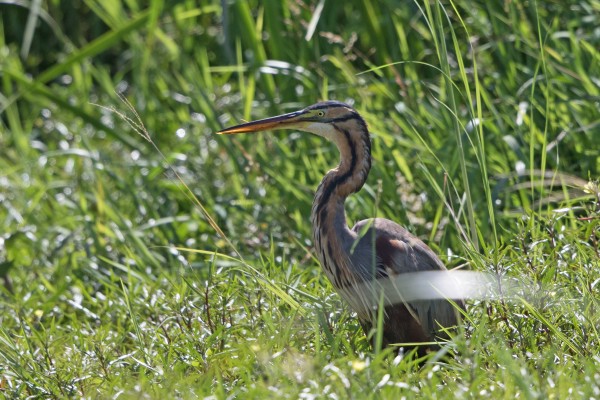 Purple Heron, Greece, Greece Birding Tour, Greece Nature Tour, Spring Migration Tour, Naturalist Journeys