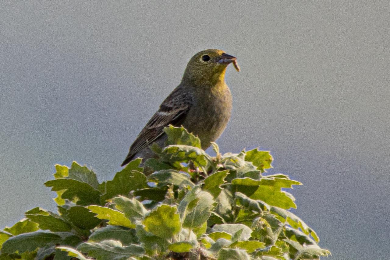 Cinereous Bunting, Greece, Greece Birding Tour, Greece Nature Tour, Spring Migration Tour, Naturalist Journeys