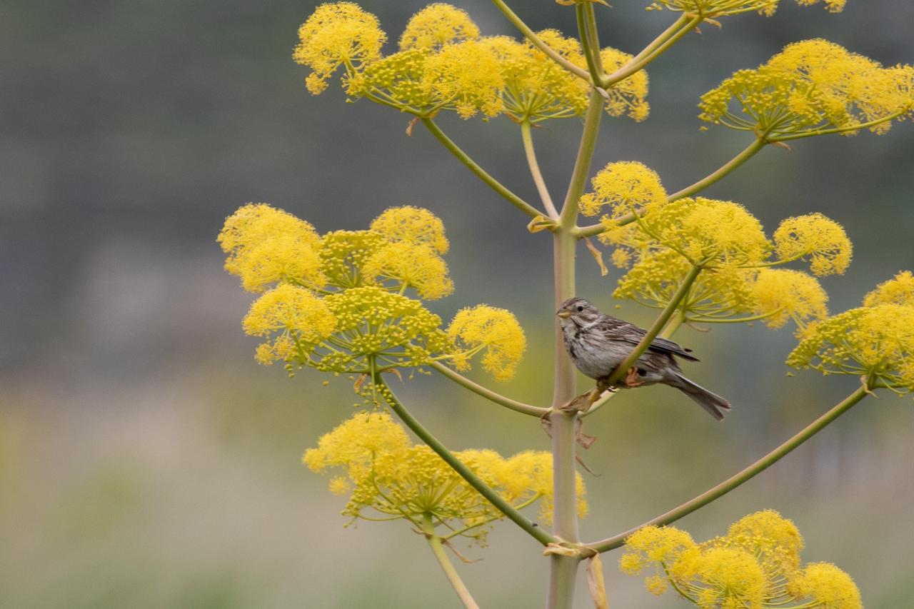 Corn Bunting, Greece, Greece Birding Tour, Greece Nature Tour, Spring Migration Tour, Naturalist Journeys