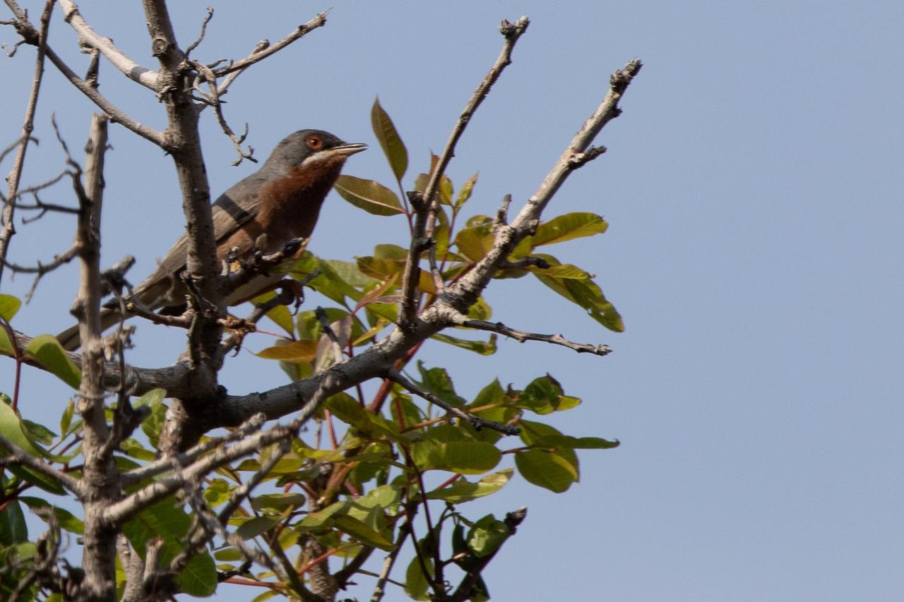Subalpine Warbler, Greece, Greece Birding Tour, Greece Nature Tour, Spring Migration Tour, Naturalist Journeys