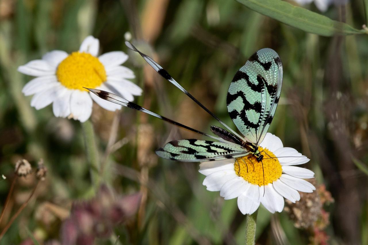 Thread Lacewing, Greece, Greece Birding Tour, Greece Nature Tour, Spring Migration Tour, Naturalist Journeys