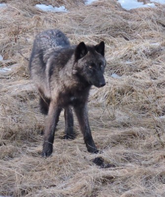 Birding Yellowstone, Wolf Watching Yellowstone, National Park, Naturalist Journeys, Wildlife Tour, Wildlife Photography, Ecotourism, Specialty Birds, Yellowstone National Park