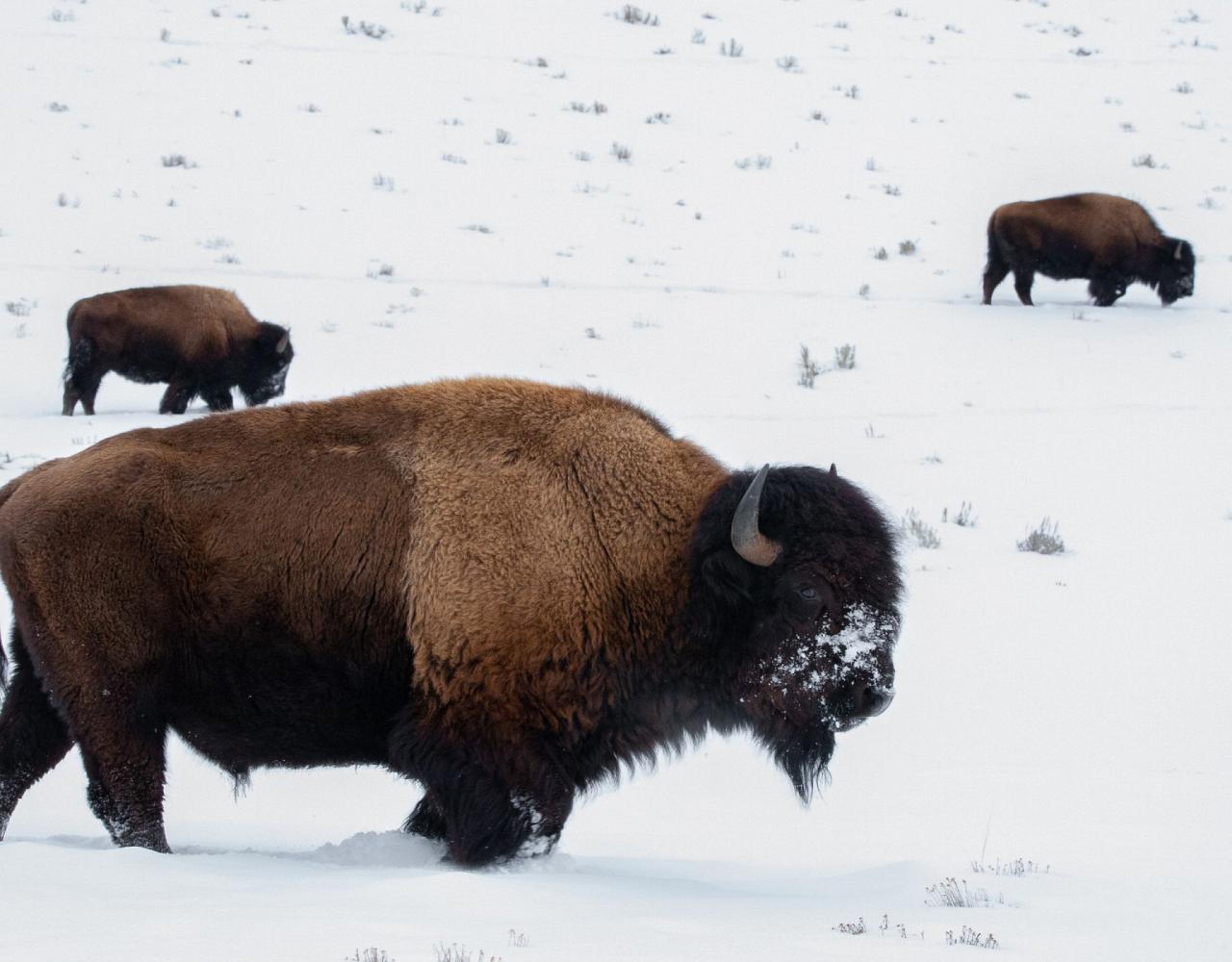 Birding Yellowstone, Wolf Watching Yellowstone, National Park, Naturalist Journeys, Wildlife Tour, Wildlife Photography, Ecotourism, Specialty Birds, Yellowstone National Park