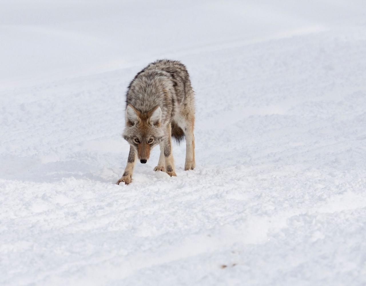 Birding Yellowstone, Wolf Watching Yellowstone, National Park, Naturalist Journeys, Wildlife Tour, Wildlife Photography, Ecotourism, Specialty Birds, Yellowstone National Park