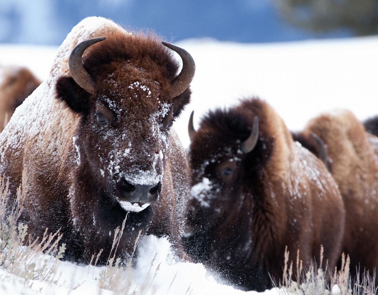 Birding Yellowstone, Wolf Watching Yellowstone, National Park, Naturalist Journeys, Wildlife Tour, Wildlife Photography, Ecotourism, Specialty Birds, Yellowstone National Park