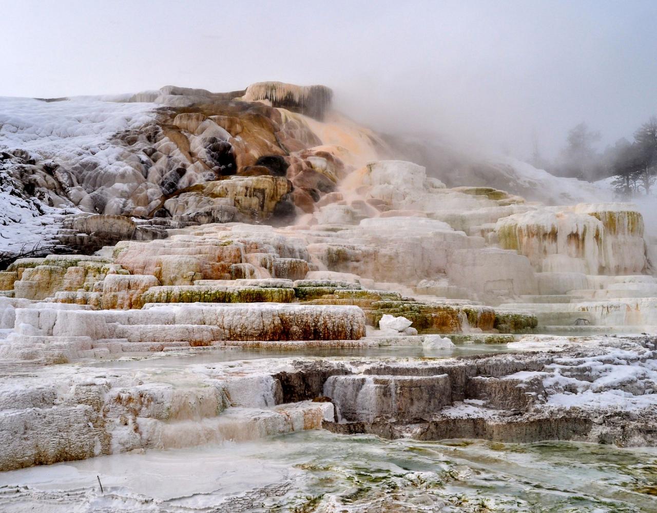 Birding Yellowstone, Wolf Watching Yellowstone, National Park, Naturalist Journeys, Wildlife Tour, Wildlife Photography, Ecotourism, Specialty Birds, Yellowstone National Park