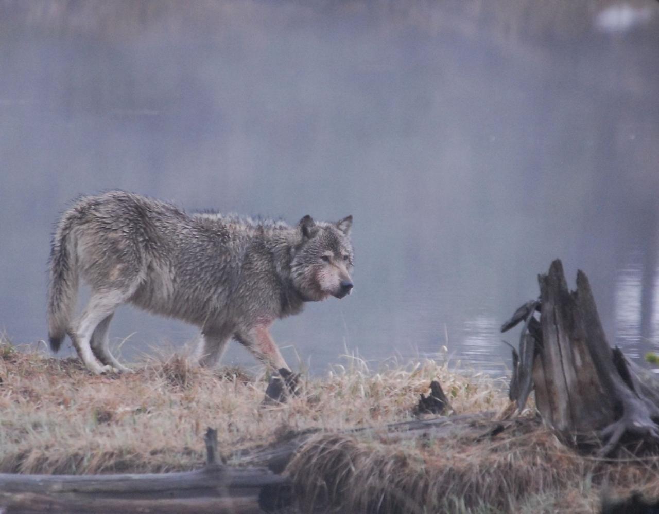 Birding Yellowstone, Wolf Watching Yellowstone, National Park, Naturalist Journeys, Wildlife Tour, Wildlife Photography, Ecotourism, Specialty Birds, Yellowstone National Park