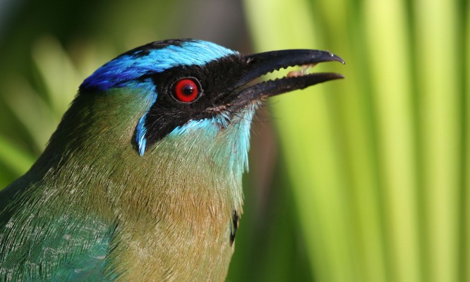 Blue-crowned Motmot, Costa Rica, Costa Rica Birding Tour, Costa Rica Nature Tour, Naturalist Journeys 