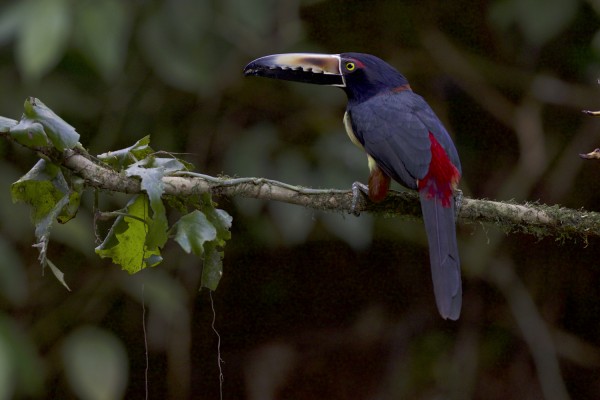 Collared Aracari, Costa Rica, Costa Rica Birding Tour, Costa Rica Nature Tour, Naturalist Journeys 