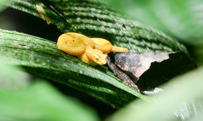 Eyelash Pit Viper, Costa Rica, Costa Rica Birding Tour, Costa Rica Nature Tour, Naturalist Journeys 