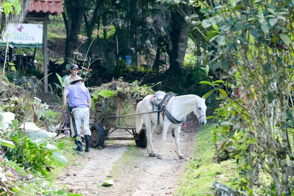 Costa Rica Rural Life, Costa Rica, Costa Rica Nature Tour, Costa Rica Birding Tour, Naturalist Journeys 