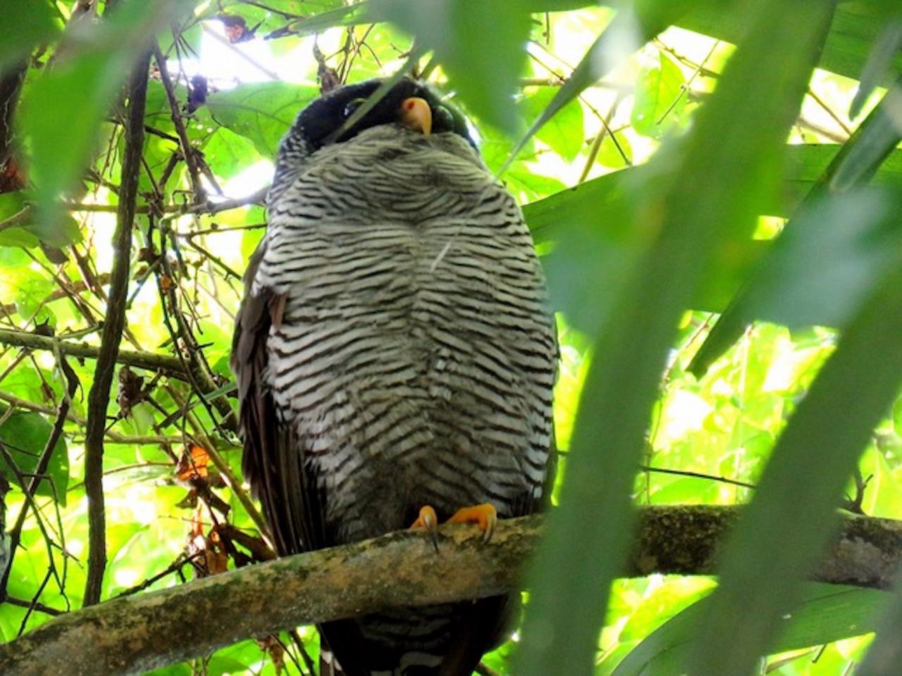 Black-and-white Owl, Costa Rica, Costa Rica Birding Tour, Costa Rica Nature Tour, Winter Costa Rica Tour, Monteverde, Naturalist Journeys
