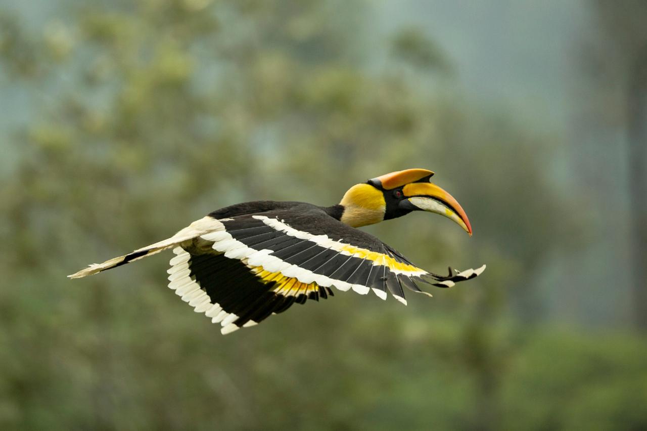 Great Hornbill India Nature Tour, India Wildlife Tour, India Wildlife Safari, Naturalist Journeys Birding and Nature tour to Southern India Western Ghats and Nagarhole National Park