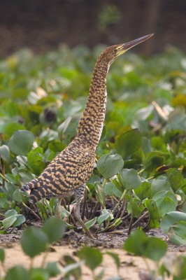 Immature Tiger-Heron, Ecuador, Ecuador Birding Tour, Ecuador Nature Tour, Cuenca, Quito, Naturalist Journeys