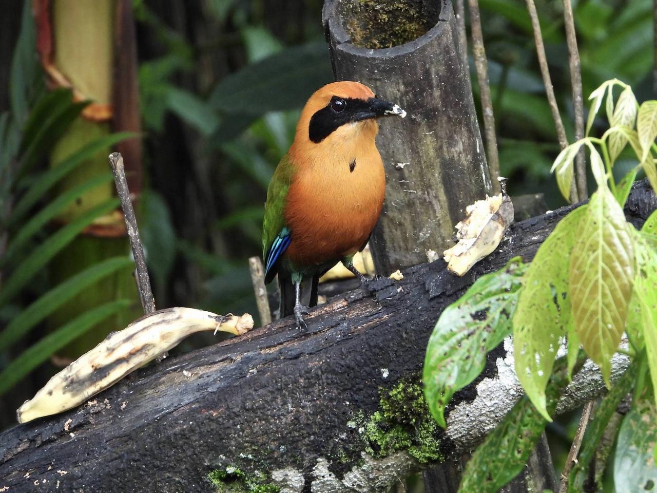 Rufous Motmot, Ecuador, Ecuador Birding Tour, Ecuador Nature Tour, Cuenca, Quito, Naturalist Journeys