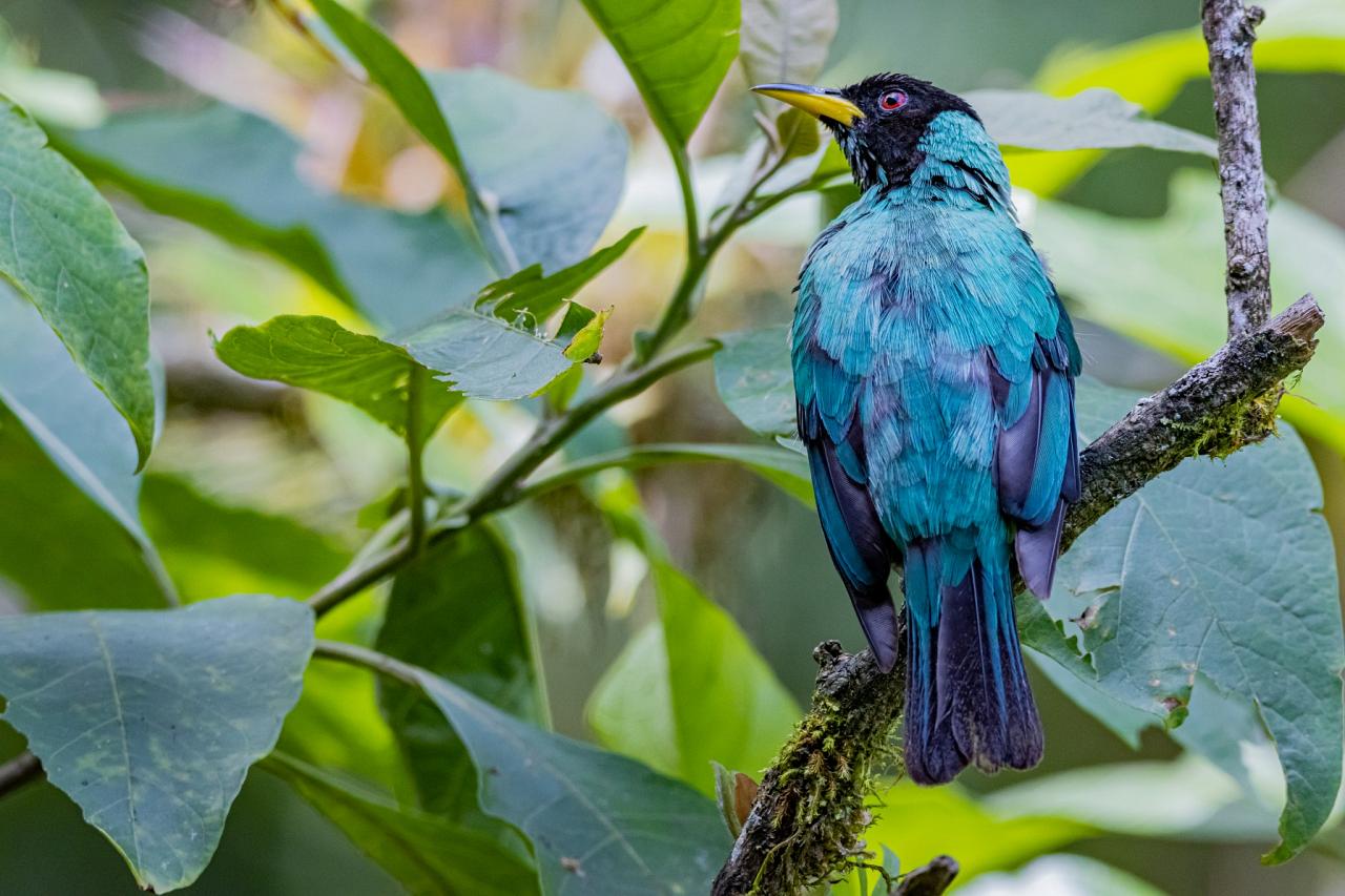 Green Honeycreeper, Ecuador, Ecuador Birding Tour, Ecuador Nature Tour, Cuenca, Quito, Naturalist Journeys