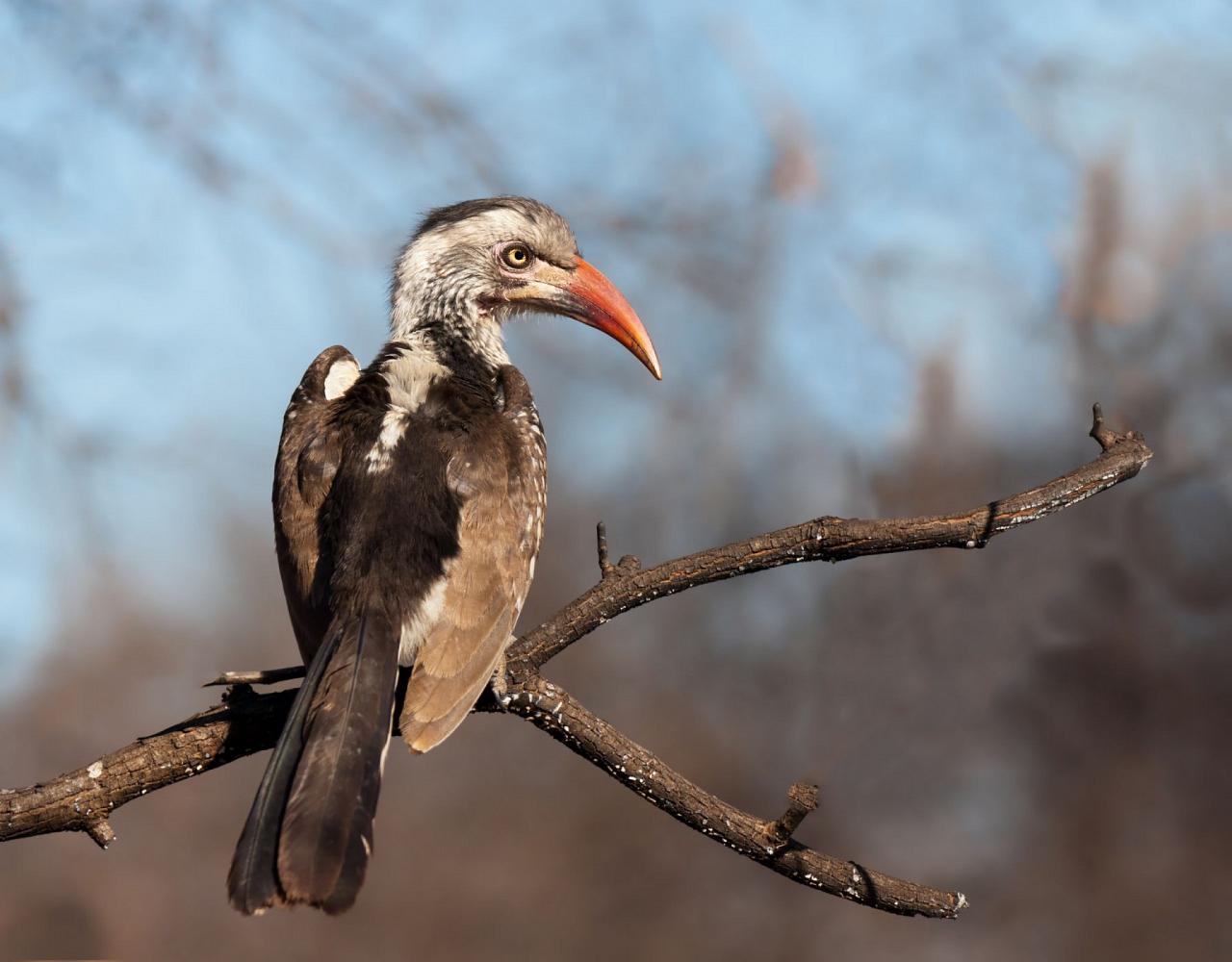 Birding Tanzania, Bird watching Tanzania, African birds, Naturalist Journeys, Wildlife Tour, Wildlife Photography, Ecotourism, Specialty Birds, Endemic Birds, Birding Hotspot, Ngorongoro Crater, Arusha National Park