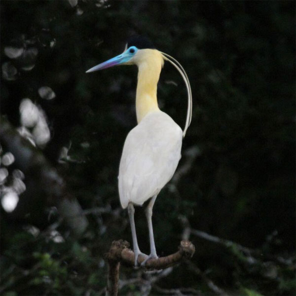 Capped Heron, Guyana, Guyana Nature Tour, Guyana Birding Tour, Guyana Wildlife Tour; Naturalist Journeys