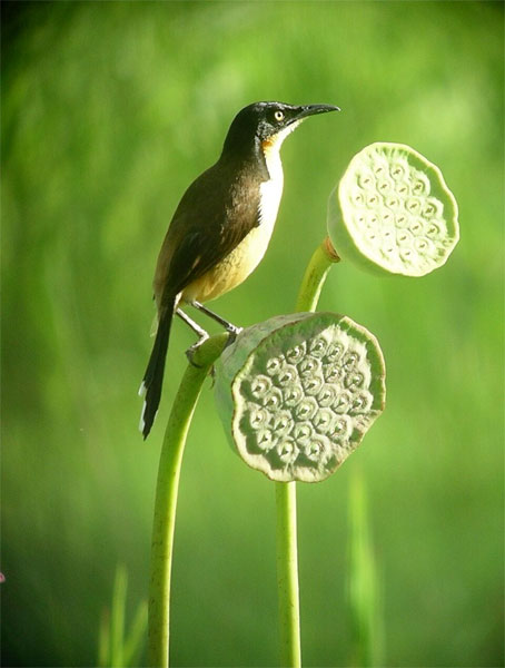 Black-capped Donacobius, Guyana, Guyana Nature Tour, Guyana Birding Tour, Guyana Wildlife Tour; Naturalist Journeys