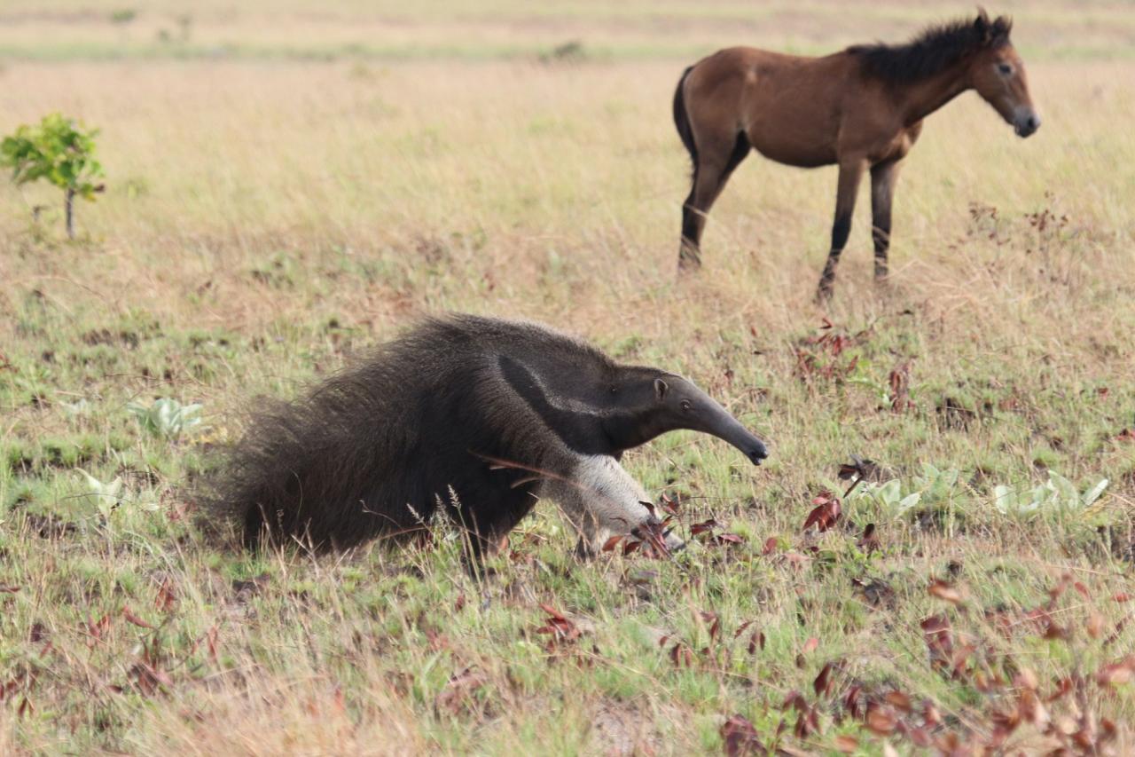 Giant Anteater, Guyana, Guyana Nature Tour, Guyana Birding Tour, Guyana Wildlife Tour; Naturalist Journeys