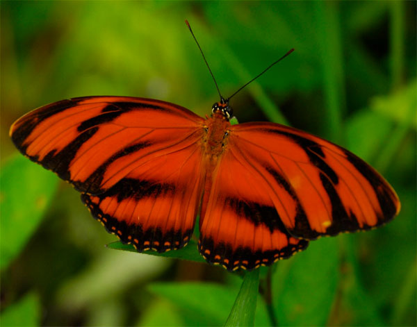 Banded Longwing, Guyana, Guyana Nature Tour, Guyana Birding Tour, Guyana Wildlife Tour; Naturalist Journeys