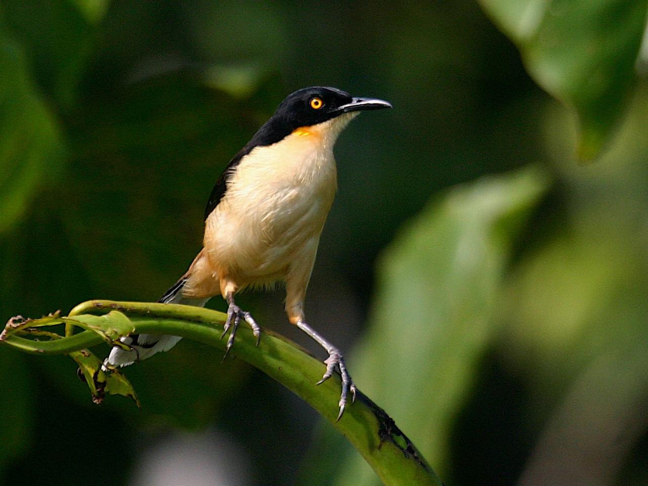 Black-capped Donacobius, Guyana, Guyana Nature Tour, Guyana Birding Tour, Guyana Wildlife Tour; Naturalist Journeys