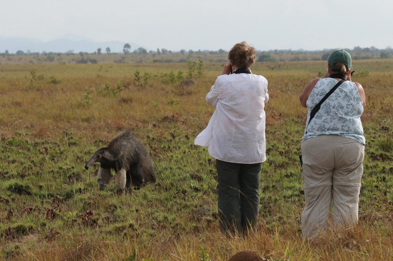 Giant Anteater, Guyana, Guyana Nature Tour, Guyana Birding Tour, Guyana Wildlife Tour; Naturalist Journeys