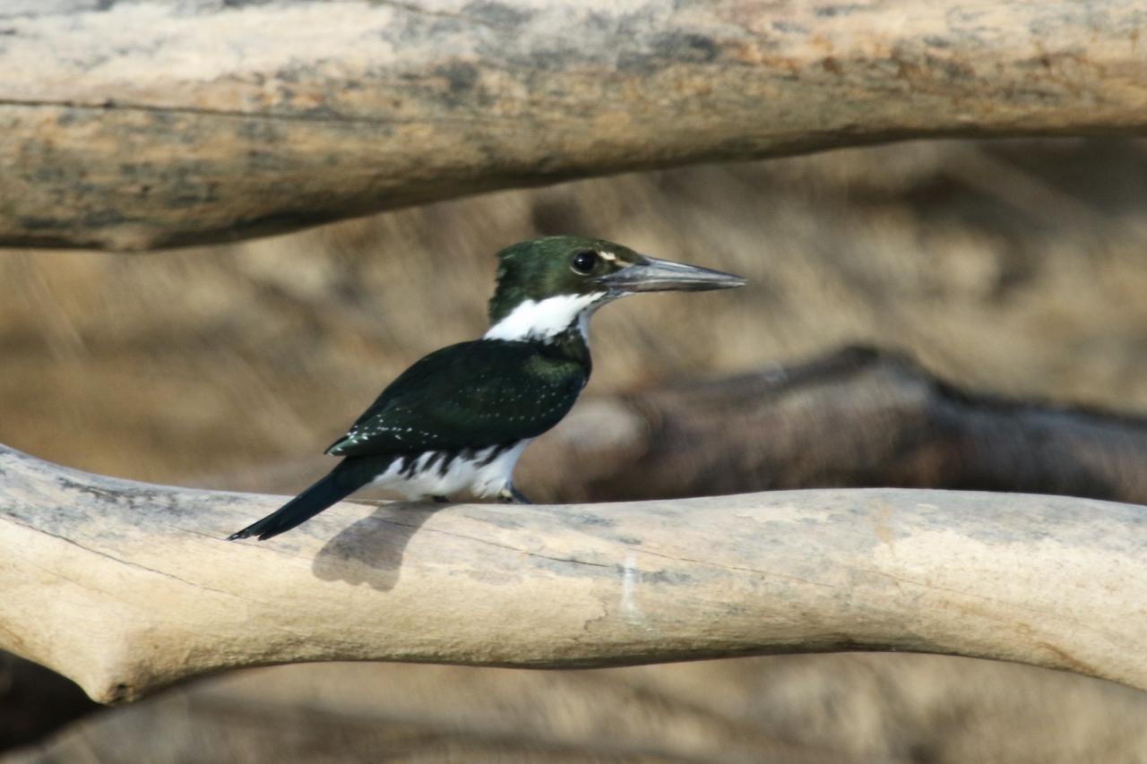 Green Kingfisher, Guyana, Guyana Nature Tour, Guyana Birding Tour, Guyana Wildlife Tour; Naturalist Journeys