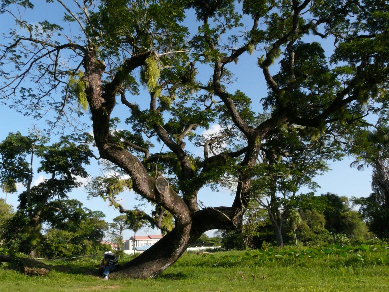 Botanic Gardens, Guyana, Guyana Nature Tour, Guyana Birding Tour, Guyana Wildlife Tour; Naturalist Journeys