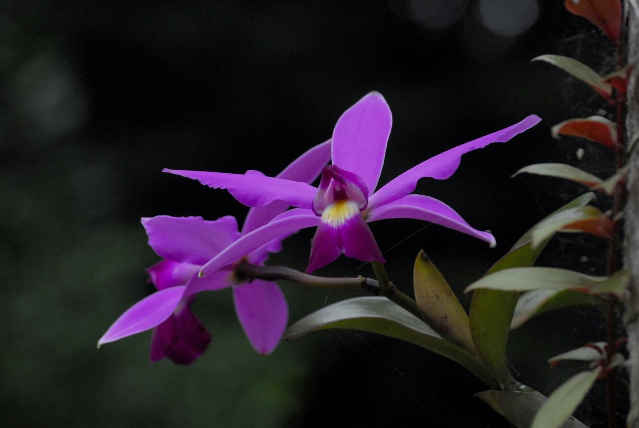 Orchid, Guyana, Guyana Nature Tour, Guyana Birding Tour, Guyana Wildlife Tour; Naturalist Journeys