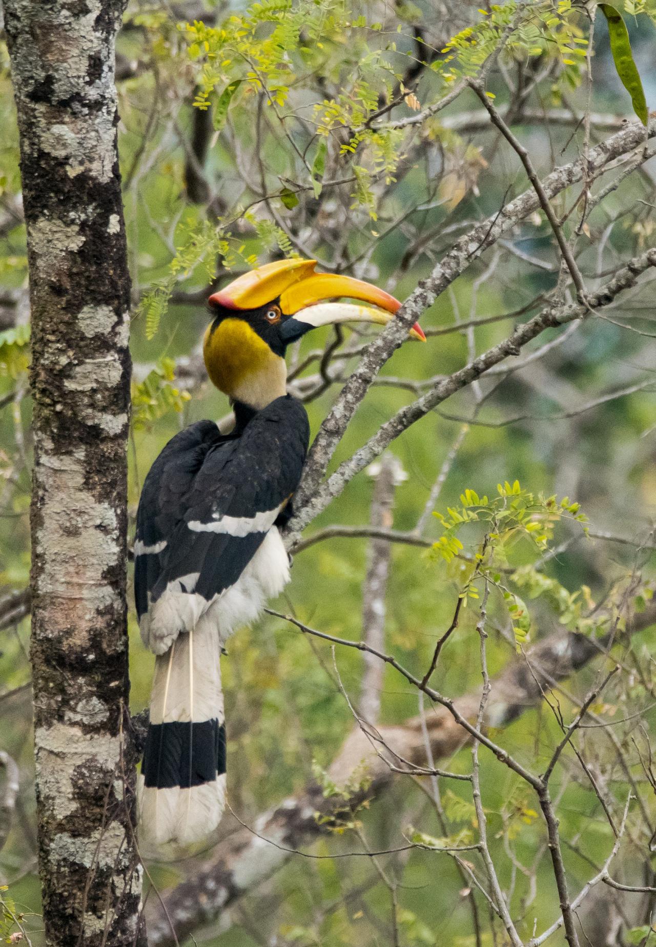 Great Indian Hornbill Bhutan Birding and Nature Tour, Bhutan Wildlife Tour, Naturalist Journeys Bhutan Birding and Wildlife Tour