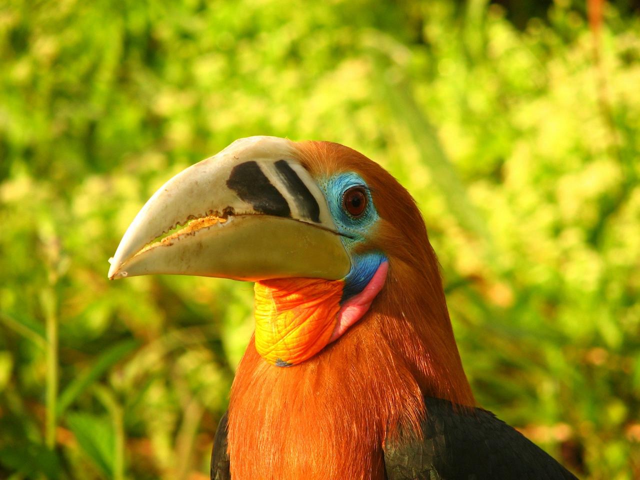 Bhutan Birding and Nature Tour, Bhutan Wildlife Tour, Naturalist Journeys Bhutan Birding and Wildlife Tour