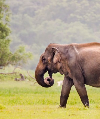 Asian Elephant, Birding Bhutan, Bird watching Bhutan, Bhutan, Asian birds, Naturalist Journeys, Wildlife Tour, Wildlife Photography, Ecotourism, Specialty Birds, Endemic Birds, Birding hotspot