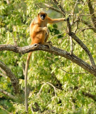 Golden Langur, Birding Bhutan, Bird watching Bhutan, Bhutan, Asian birds, Naturalist Journeys, Wildlife Tour, Wildlife Photography, Ecotourism, Specialty Birds, Endemic Birds, Birding hotspot