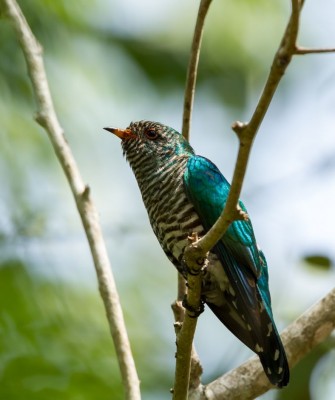 Asian Emerald Cuckoo, Birding Bhutan, Bird watching Bhutan, Bhutan, Asian birds, Naturalist Journeys, Wildlife Tour, Wildlife Photography, Ecotourism, Specialty Birds, Endemic Birds, Birding hotspot