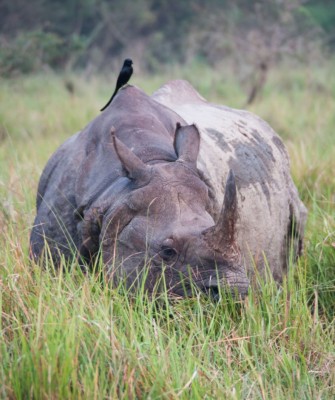 Indian Rhino, Birding Bhutan, Bird watching Bhutan, Bhutan, Asian birds, Naturalist Journeys, Wildlife Tour, Wildlife Photography, Ecotourism, Specialty Birds, Endemic Birds, Birding hotspot