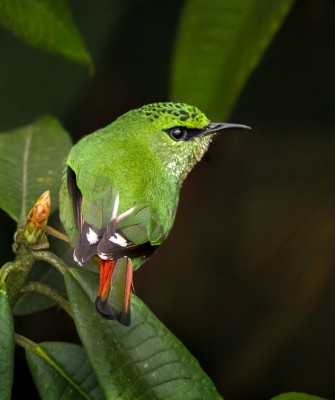 Fire-tailed Myzornis, Birding Bhutan, Bird watching Bhutan, Bhutan, Asian birds, Naturalist Journeys, Wildlife Tour, Wildlife Photography, Ecotourism, Specialty Birds, Endemic Birds, Birding hotspot