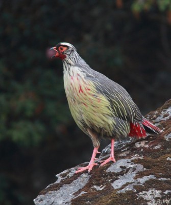 Blood Pheasant, Birding Bhutan, Bird watching Bhutan, Bhutan, Asian birds, Naturalist Journeys, Wildlife Tour, Wildlife Photography, Ecotourism, Specialty Birds, Endemic Birds, Birding hotspot