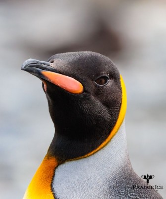 King Penguin, Birding Antarctica, Bird watching Antarctica, Falkland Islands, South Georgia, Naturalist Journeys, Wildlife Tour, Wildlife Photography, Ecotourism, Specialty Birds, Endemic Birds, Birding Hotspot