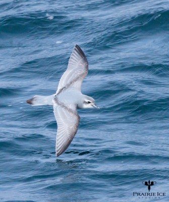 Antarctic Prion, Birding Antarctica, Bird watching Antarctica, Falkland Islands, South Georgia, Naturalist Journeys, Wildlife Tour, Wildlife Photography, Ecotourism, Specialty Birds, Endemic Birds, Birding Hotspot