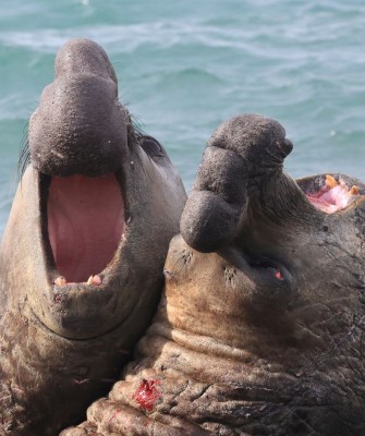 Elephant Seals, Birding Antarctica, Bird watching Antarctica, Falkland Islands, South Georgia, Naturalist Journeys, Wildlife Tour, Wildlife Photography, Ecotourism, Specialty Birds, Endemic Birds, Birding Hotspot