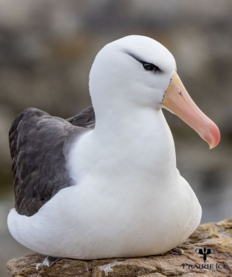 Black-browed Albatross, Birding Antarctica, Bird watching Antarctica, Falkland Islands, South Georgia, Naturalist Journeys, Wildlife Tour, Wildlife Photography, Ecotourism, Specialty Birds, Endemic Birds, Birding Hotspot