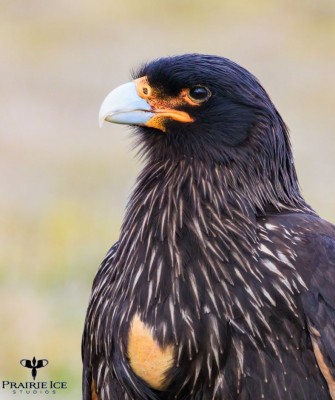 Striated Caracara, Birding Antarctica, Bird watching Antarctica, Falkland Islands, South Georgia, Naturalist Journeys, Wildlife Tour, Wildlife Photography, Ecotourism, Specialty Birds, Endemic Birds, Birding Hotspot