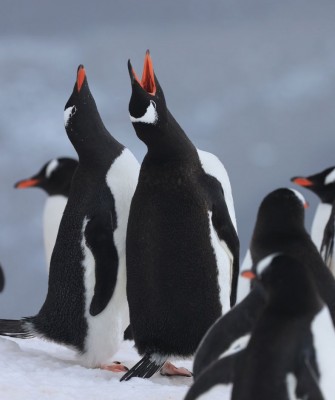 Gentoo Penguins, Birding Antarctica, Bird watching Antarctica, Falkland Islands, South Georgia, Naturalist Journeys, Wildlife Tour, Wildlife Photography, Ecotourism, Specialty Birds, Endemic Birds, Birding Hotspot