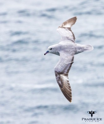 Southern Fulmar, Birding Antarctica, Bird watching Antarctica, Falkland Islands, South Georgia, Naturalist Journeys, Wildlife Tour, Wildlife Photography, Ecotourism, Specialty Birds, Endemic Birds, Birding Hotspot