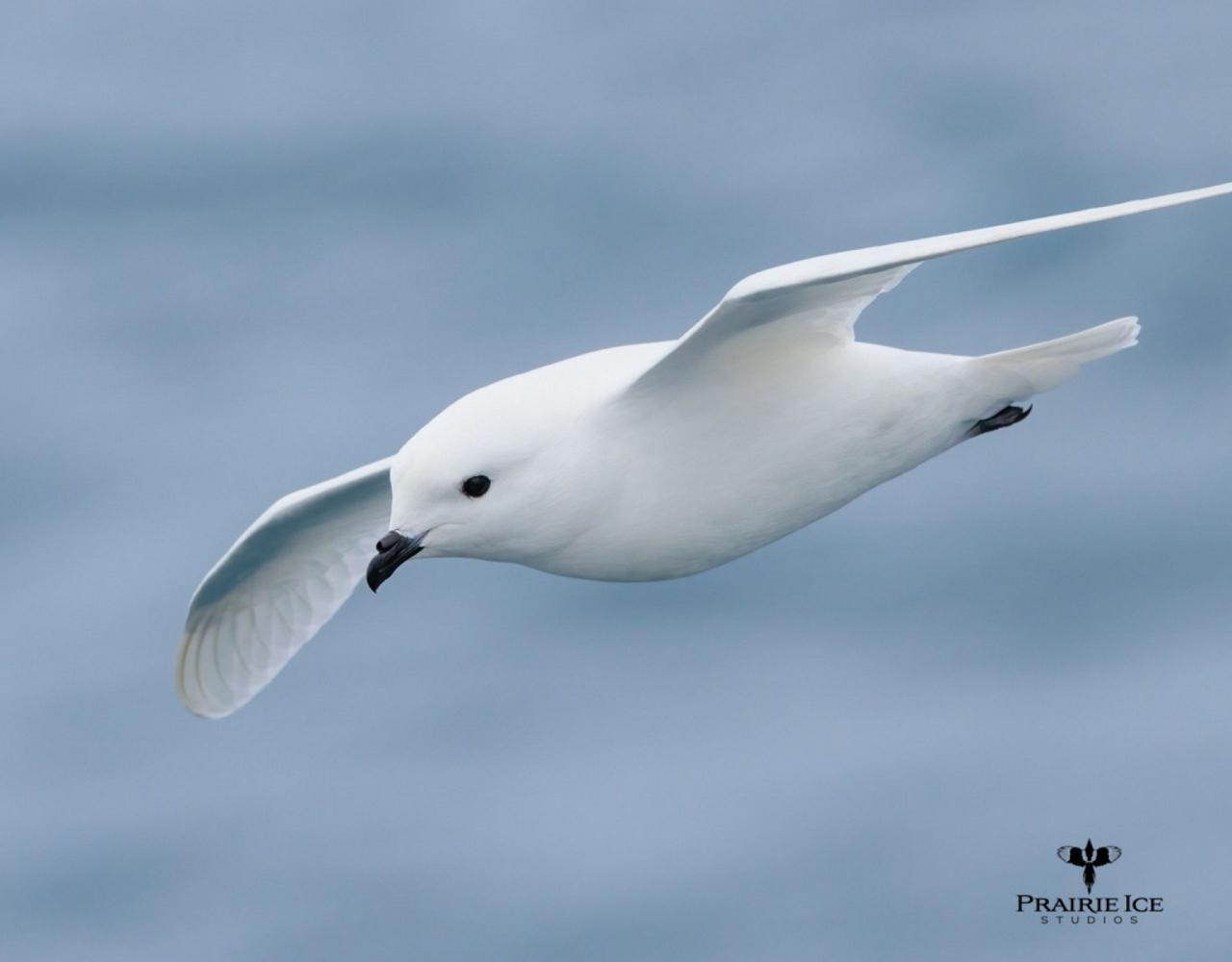 Birding Antarctica, Bird watching Antarctica, Falkland Islands, South Georgia, Naturalist Journeys, Wildlife Tour, Wildlife Photography, Ecotourism, Specialty Birds, Endemic Birds, Birding Hotspot 