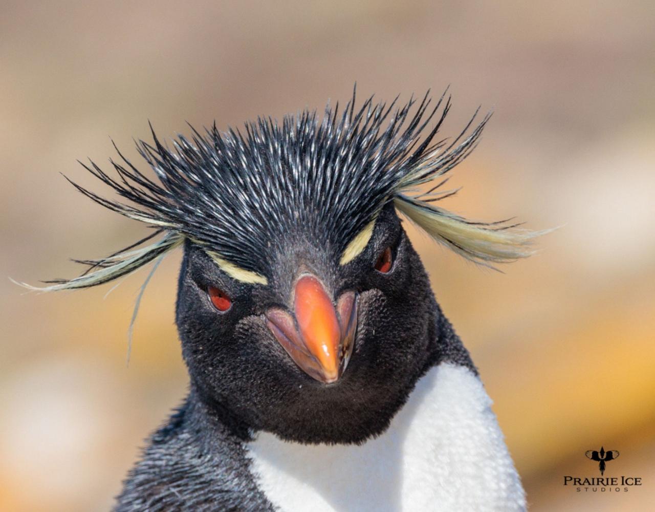 Birding Antarctica, Bird watching Antarctica, Falkland Islands, South Georgia, Naturalist Journeys, Wildlife Tour, Wildlife Photography, Ecotourism, Specialty Birds, Endemic Birds, Birding Hotspot 