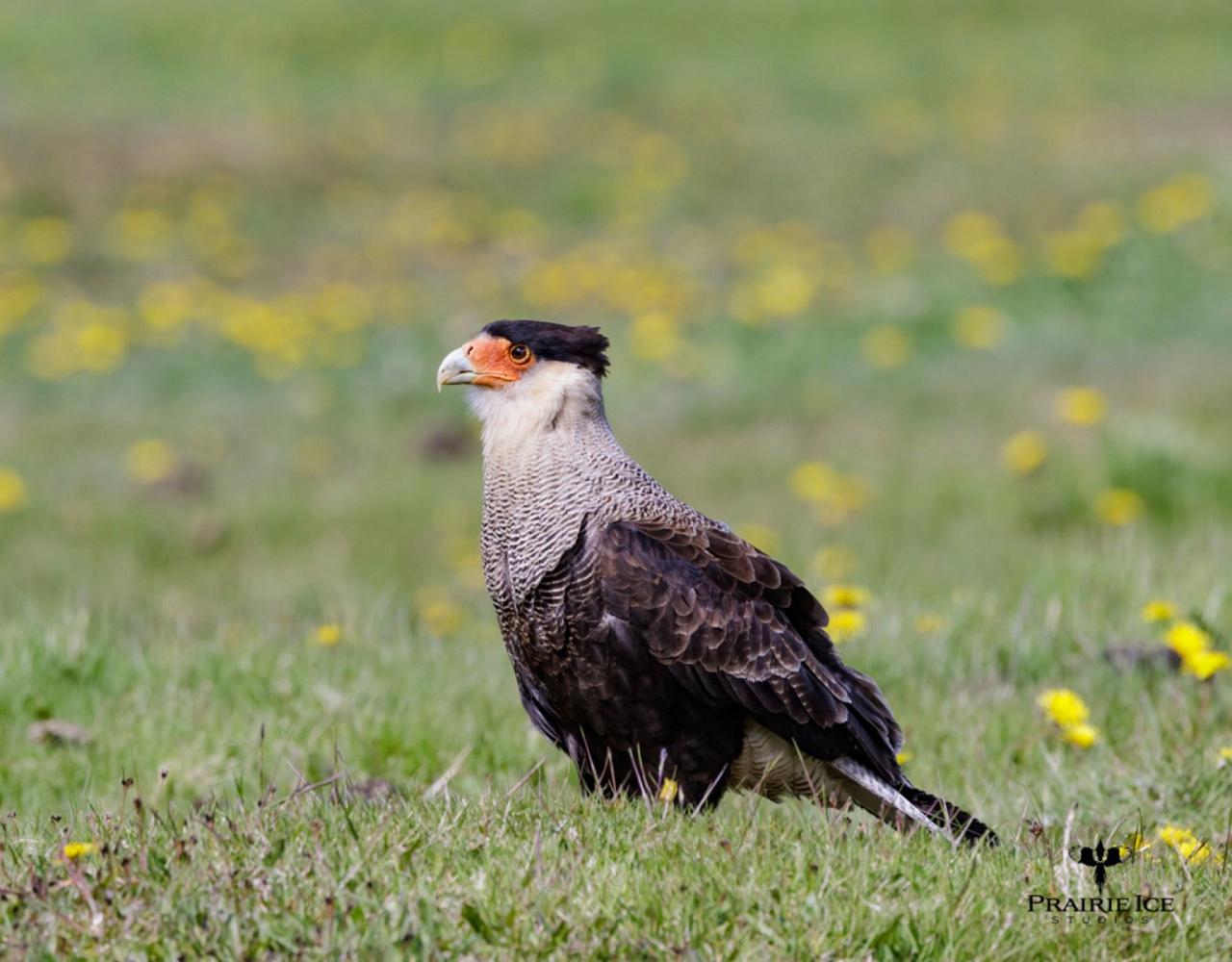 Birding Antarctica, Bird watching Antarctica, Falkland Islands, South Georgia, Naturalist Journeys, Wildlife Tour, Wildlife Photography, Ecotourism, Specialty Birds, Endemic Birds, Birding Hotspot 