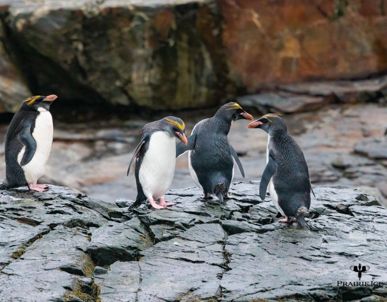 Birding Antarctica, Bird watching Antarctica, Falkland Islands, South Georgia, Naturalist Journeys, Wildlife Tour, Wildlife Photography, Ecotourism, Specialty Birds, Endemic Birds, Birding Hotspot 